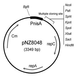 pNZ8048 載體