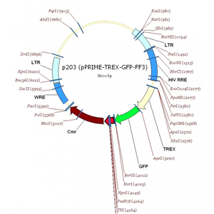 pPRIME-TREX-GFP-FF3 载体