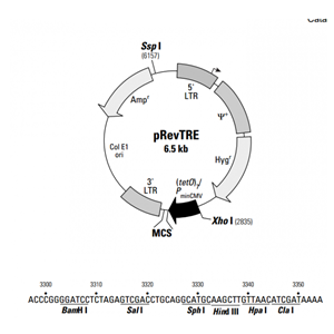 pRevTR 载体