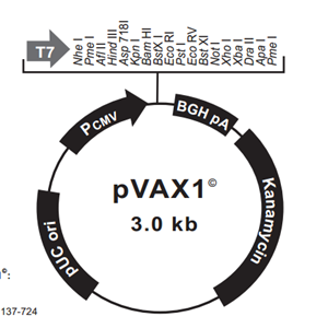 pVAX1 载体