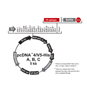 pcDNA4/V5-His A 载体,pcDNA4/V5-His A