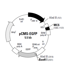 pCMS-EGFP 載體