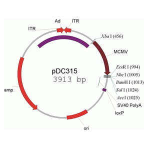 pDC315 載體