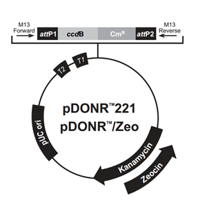 pDONR221 载体,pDONR221