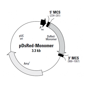 pDsRed-Monomer 载体