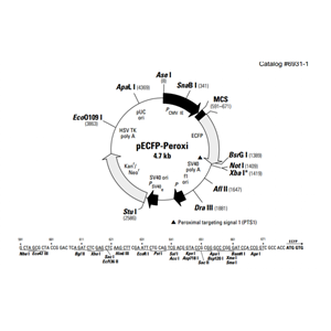 pECFP-Peroxi 载体