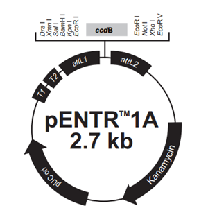 pENTR1A 载体,pENTR1A