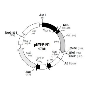 pEYFP-N1 載體