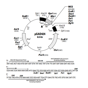 pGAD424 载体,pGAD424