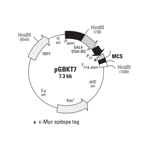 pGBKT7 载体