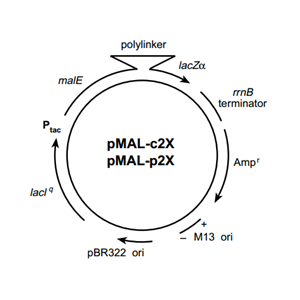 pMAl-p2G 載體