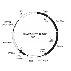 pPAmCherry-Tubulin 載體