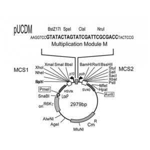 pUCDM 载体