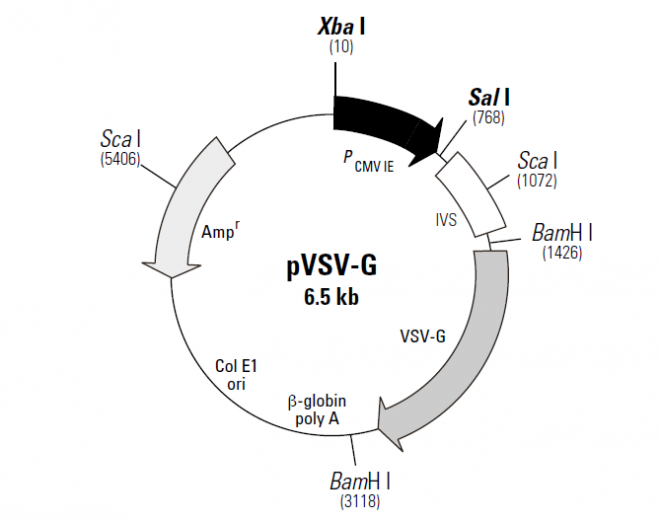 pVSV-G 載體,pVSV-G