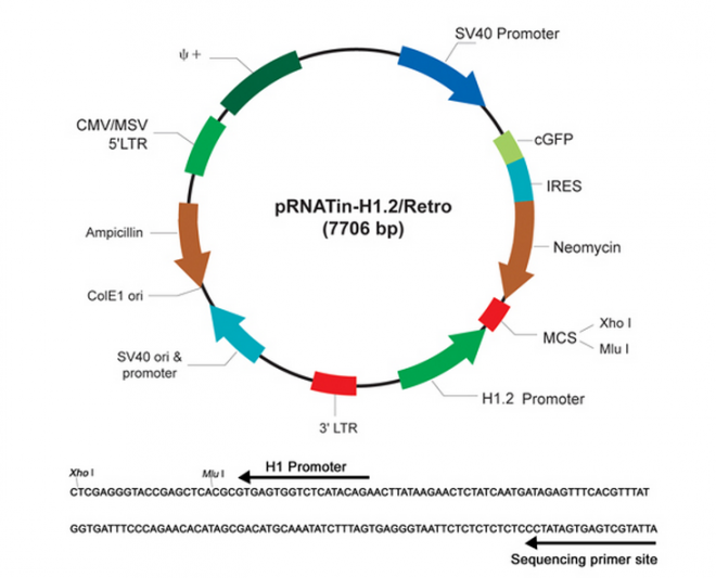pRNATin-H12/Retro 載體,pRNATin-H12/Retro