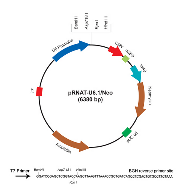 pRNAT-U61/neo 載體,pRNAT-U61/neo