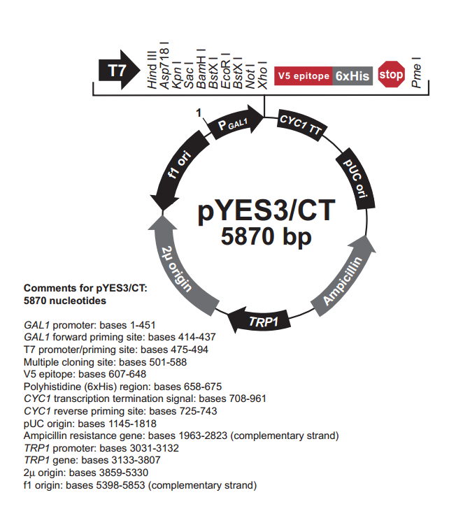 pYES3/CT 載體,pYES3/CT