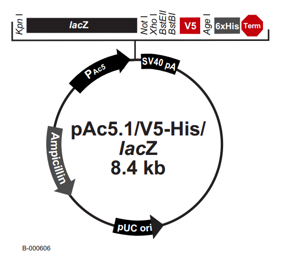 pAc51/V5-His /LacZ 載體,pAc51/V5-His /Lac