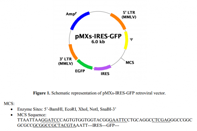 pMXs-IRES-GFP 載體,pMXs-IRES-GFP