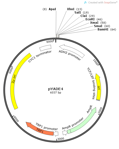 pYADE4 載體,pYADE4