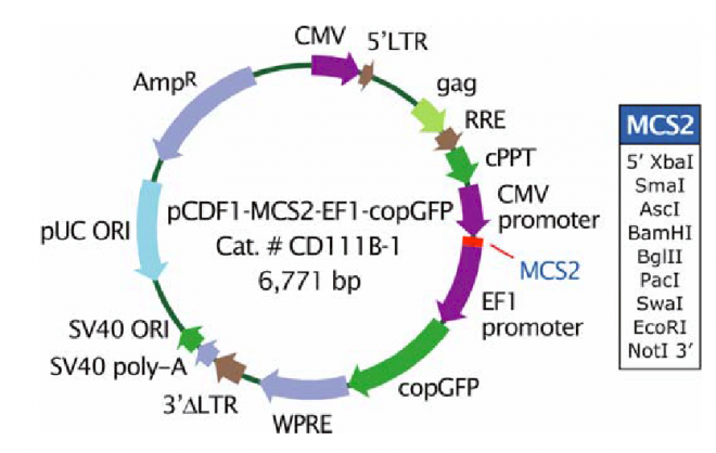 pCDF1-MCS2-EF1-copGFP 载体,pCDF1-MCS2-EF1-copGFP