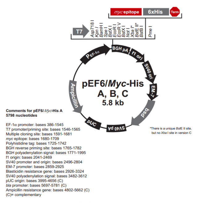 pEF6/myc-His C 载体,pEF6/myc-His C