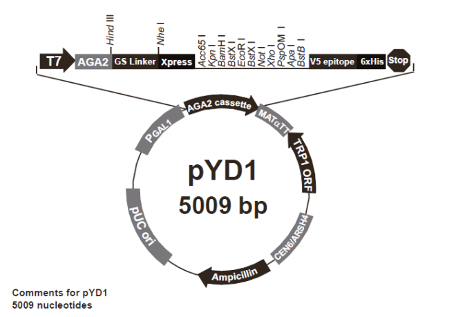 pYD1 载体,pYD