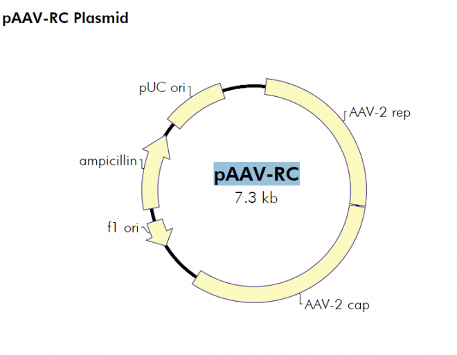 pAAV-RC 载体,pAAV-RC