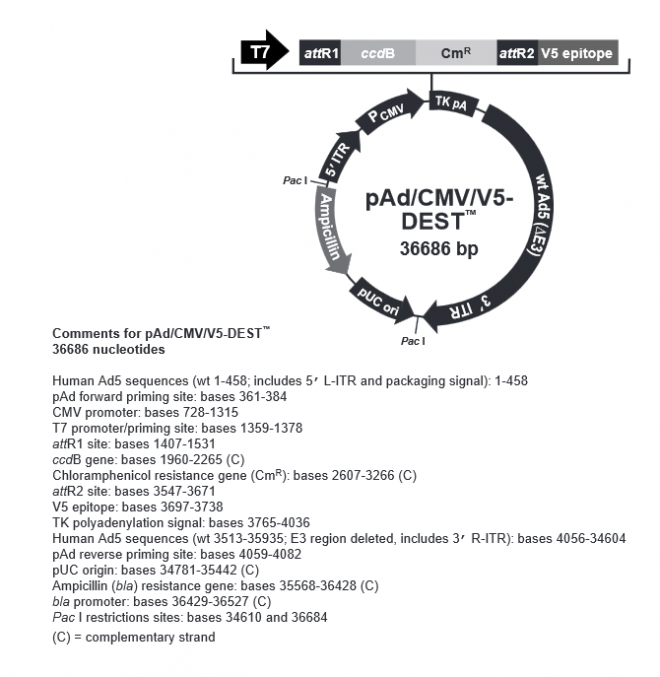 pAd/CMV/V5-DEST 载体,pAd/CMV/V5-DEST