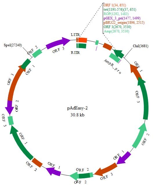 pAdEasy-2 载体,pAdEasy-2