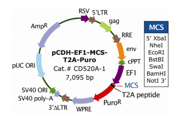 pCDH-EF1-MCS-T2A-Puro 载体,pCDH-EF1-MCS-T2A-Puro