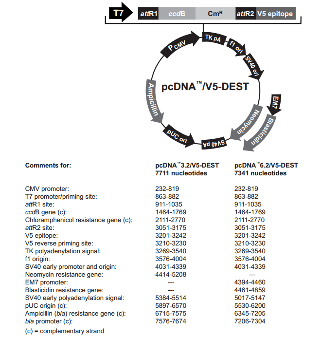 pcDNA32/V5-DEST 载体,pcDNA32/V5-DEST