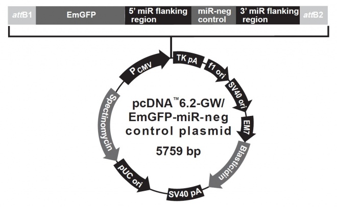 pcDNA62-GWEmGFP-miR negative 載體,pcDNA62-GWEmGFP-miR negative