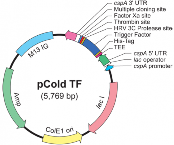 pCold TF 載體,pCold TF