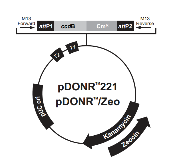 pDONR/Zeo 载体,pDONR/Zeo