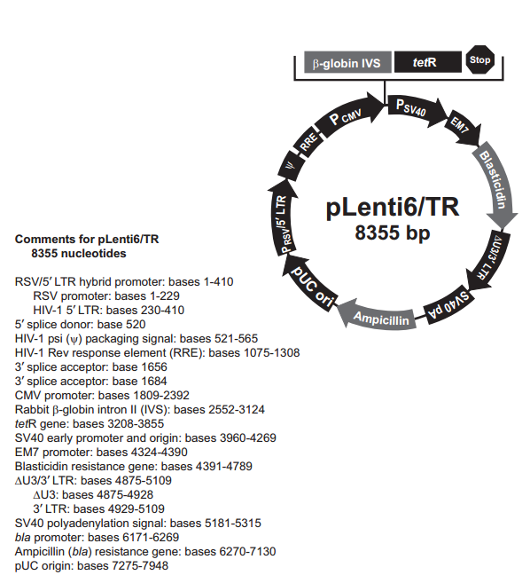 pLenti6/TR 载体,pLenti6/TR