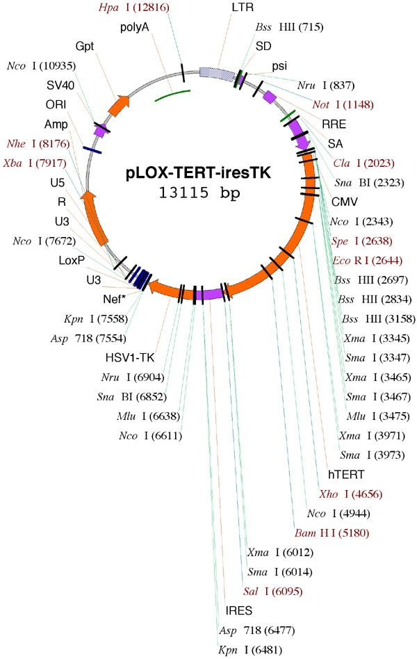 pLOX-TERT-iresTK 载体,pLOX-TERT-iresTK