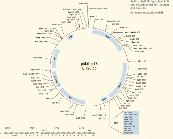 pMAL-p4x 载体,pMAL-p4x