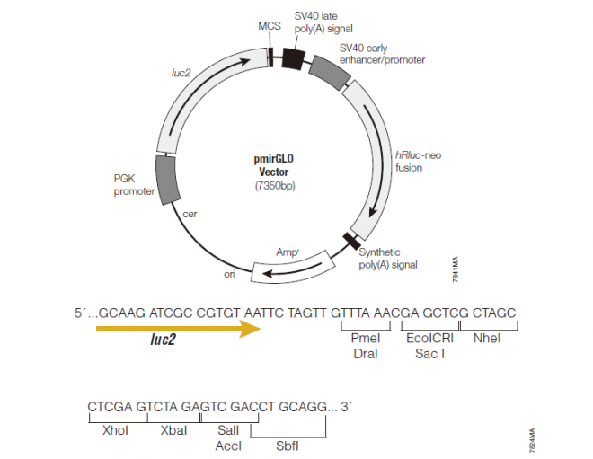 pmirGLO 载体,pmirGLO