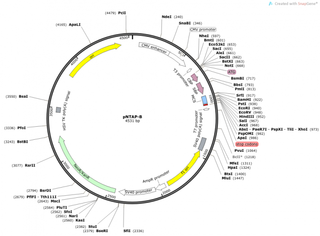 pNTAP-B 载体,pNTAP-B