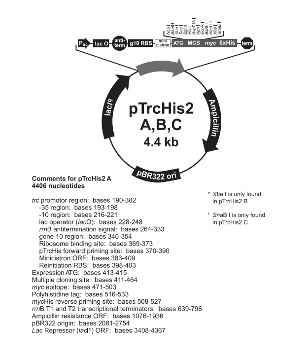 pTrcHis2 A 载体,pTrcHis2 A