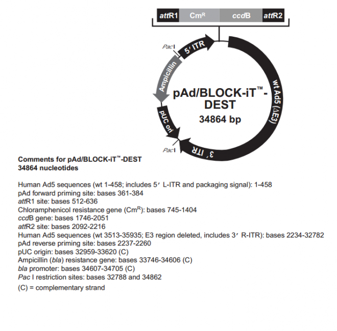 pAd/BLOCK-iT-DEST 载体,pAd/BLOCK-iT-DEST