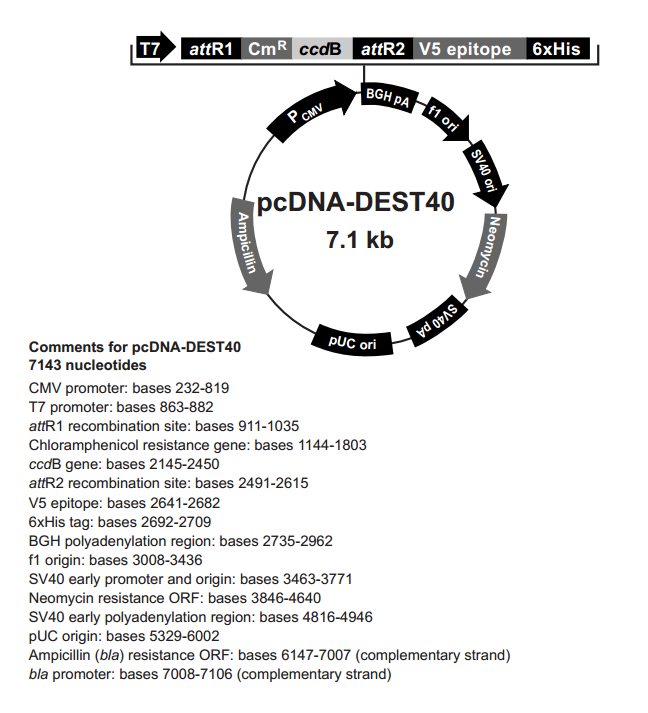 pcDNA-DEST40 载体,pcDNA-DEST4