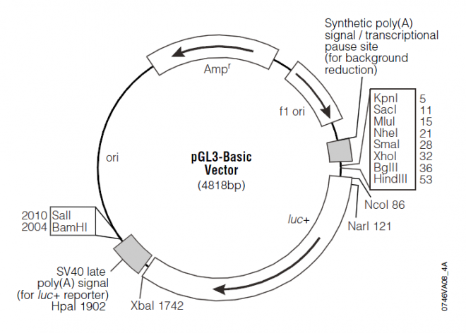 pGL3-Basic 载体,pGL3-Basic