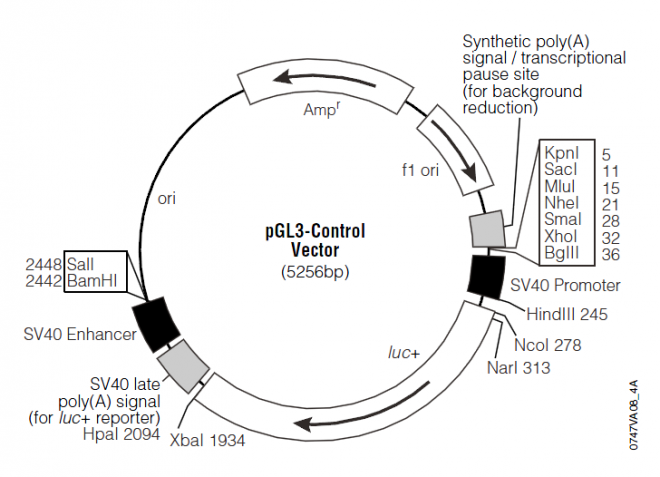 pGL3-Control 载体,pGL3-Control