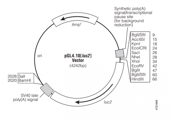 pGL410[luc2] 載體,pGL410[luc2]