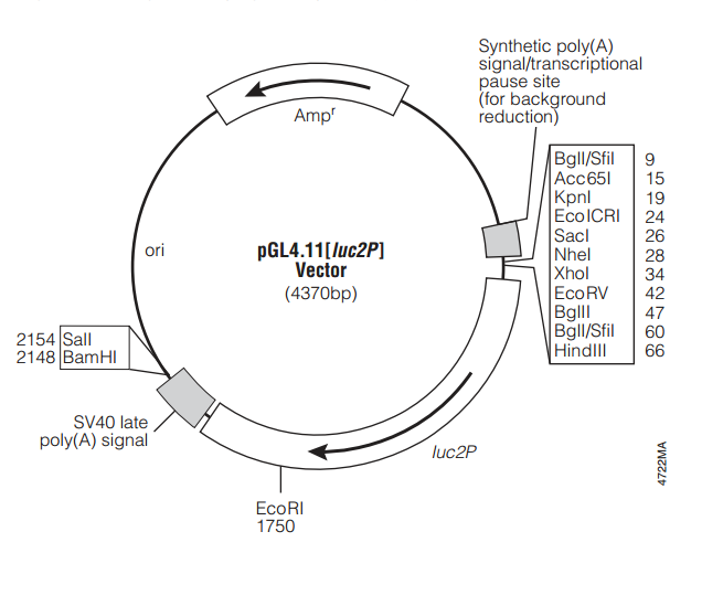 pGL411[luc2P] 载体,pGL411[luc2P