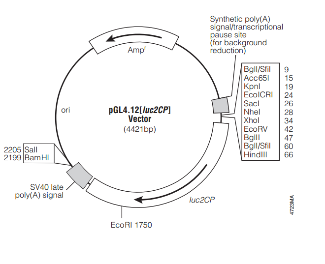 pGL412[luc2CP] 載體,pGL412[luc2CP