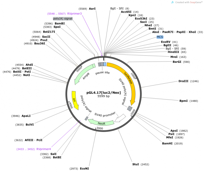 pGL417[luc2/Neo] 載體,pGL417[luc2/Neo