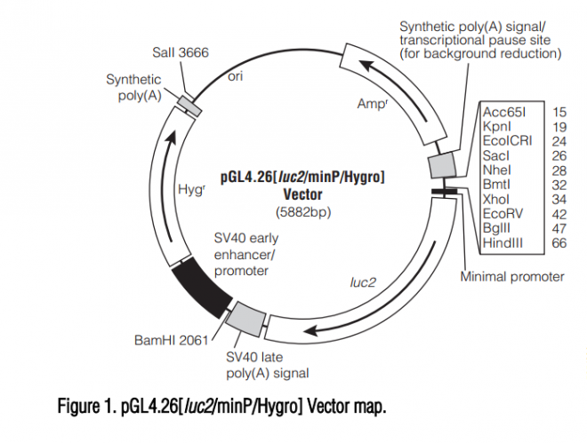 pGL426[luc2/minP/Hygro] 载体,pGL426[luc2/minP/Hygro]